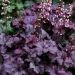 Żurawka 'Rex Purple' (Heuchera)