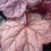 Żurawka 'Beaulojalis' (Heuchera)