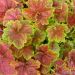 Zurawka 'Miracle' 2l (Heuchera)