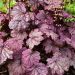 Żurawka 'Sugar Plum' (Heuchera)