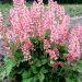 Heucherella 'Pink Revolution' (Żurawkotenella)