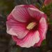 Hibiskus bagienny 'Small Wanders' (hibiscus moscheutos)