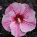 Hibiscus moscheutos 'Starry Night' (hibiskus bagienny)