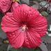 Hibiskus bagienny 'Summerific® Holy Grail' 1l (Hibiscus moscheutos)