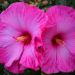 Hibiskus bagienny 'Little Prince' (Hibiscus moscheutos)