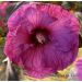 Hibiskus bagienny 'Plum Crazy' (Hibiscus moscheutos)