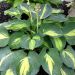 Hosta 'Dream Queen' (Funkia)