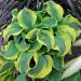 Hosta 'School Mouse' (Funkia)