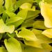 Hosta 'Golden Waffles' (Funkia)