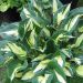 Hosta 'Revolution' (Funkia)