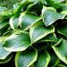 Hosta 'Queen Josephine' (Funkia)