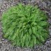 Hosta 'Stiletto' (Funkia)