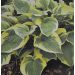 Hosta 'Austin Dickinson' (Funkia)