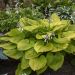 Hosta 'Age of Gold' (Funkia)