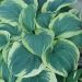 Hosta 'American Halo' (Funkia)