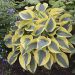 Hosta 'Autumns Frost' (Funkia)