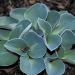 Hosta 'Blue Mouses Ear' (Funkia)