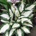 Hosta 'Fire and Ice' (Funkia)