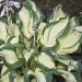 Hosta 'Hans' (Funkia)