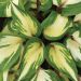 Hosta 'Rasberry Sundae' (Funkia)