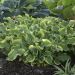 Hosta 'Shadowland® Wheee' (Funkia)