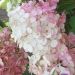 Hydrangea paniculata (Hortensja bukietowa)