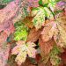 Acer pseudoplatanus 'Esk Sunset' (Klon jawor)
