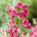 Lagerstroemia indica Rhapsody in Pink (Bez południa)