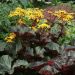 Języczka 'Britt Marie Crawford 2l (Ligularia dentata)