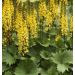 Języczka 'Bottle Rocket' 2l (Ligularia dentata )