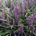 Liriope muscari (Liriope szafirkowe )