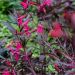 Lobelia okazała 'Russian Princess' (Lobelisa speciosa)