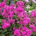 Firletka smółka 'Plena' (Lychnis viscaria)