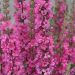 Lythrum salicaria 'Pink Blush' ( Krwawnica pospolita)