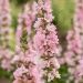 Lythrum salicaria 'Blush' ( Krwawnica pospolita)