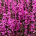Lythrum hybrida 'Luminara Hot Pink' (Krwawnica)