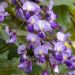 Glicynia letnia (Millettia japonica)