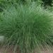 Miscanthus sinensis 'Gracilimus' (Miskant chiński)