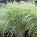 Miscanthus sinensis 'Variegatus' (Miskant chiński)