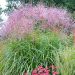 Miskant 'Flamingo' (Miscanthus sinensis)