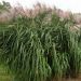 Miskant olbrzymi 'Giganteus' (Miscanthus giganteus)