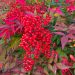 Nandina domestica 'Fire Power' 2l (Bambus niebiański)