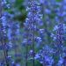 Kocimiętka 'Pursian Blue' (Nepeta x Faasseni)