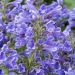 Kocimiętka 'Blue Planet' (Nepeta x hybrida)