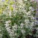 Kocimiętka 'Snowflake' (Nepeta x faasseni)