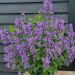 Kocimiętka 'Weinheim Big Blue' (Nepeta hybrida)