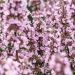 Kocimiętka 'Wild Orchid'' (Nepeta siberica)