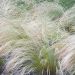 Stipa tenuissima 'Pony Tails'(Ostnica mocna)