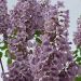 Paulownia (Oxytree) 2l sadzonki