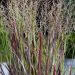 Panicum virgatum 'Purple Breeze' (Proso rózgowate)